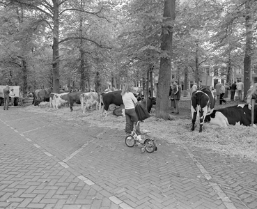 103063 Afbeelding van een show van bijzondere runderrassen op de Maliebaan te Utrecht, tijdens de viering van het 10e ...